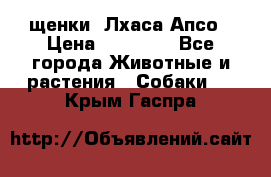 щенки  Лхаса Апсо › Цена ­ 20 000 - Все города Животные и растения » Собаки   . Крым,Гаспра